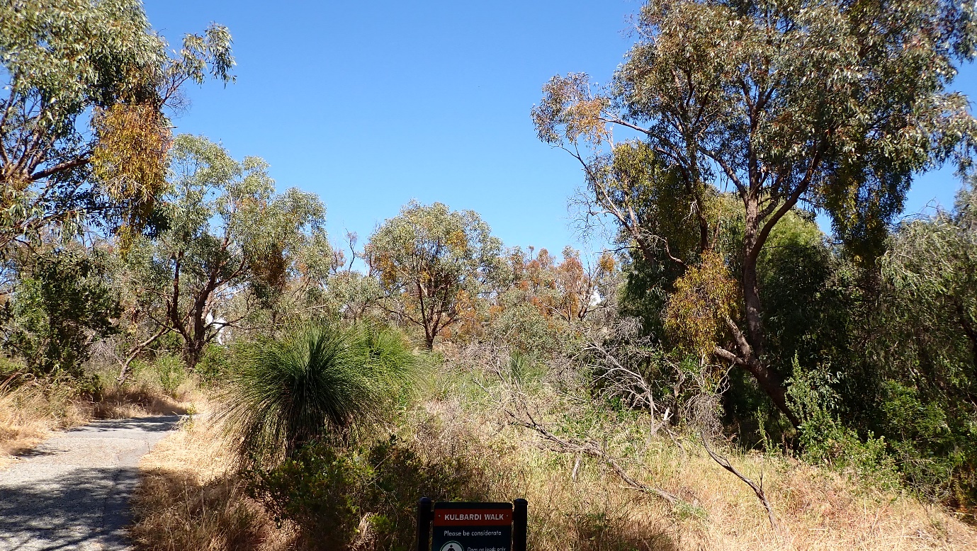 A picture containing tree, outdoor, plant, gum tree

Description automatically generated