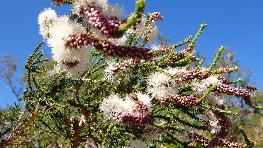 A picture containing tree, plant, outdoor Description automatically generated