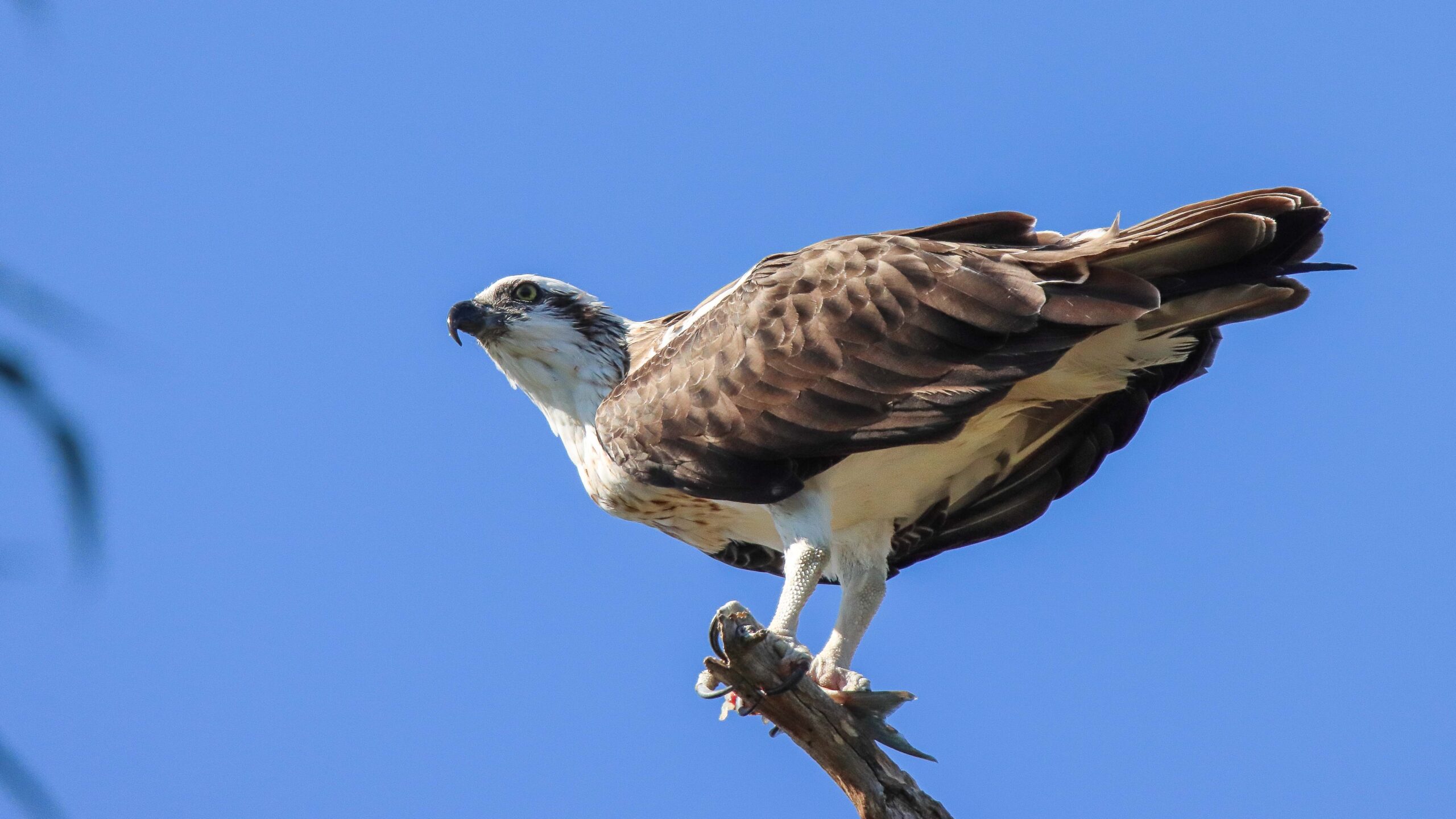 A bird standing on a branch
Description automatically generated with medium confidence