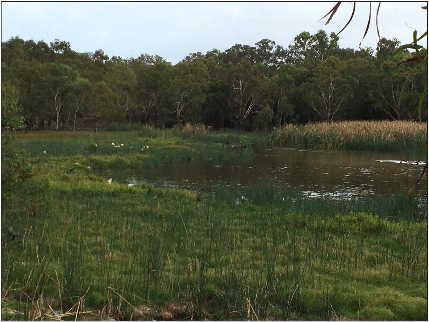 A pond surrounded by grass and trees

Description automatically generated with low confidence