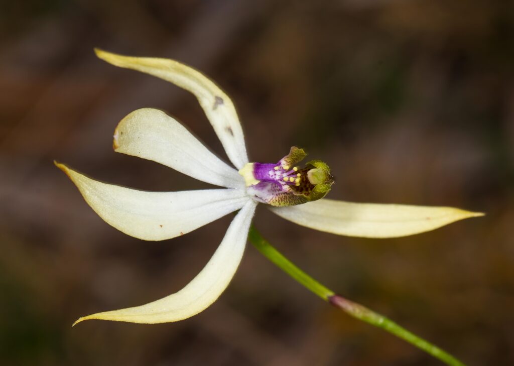 A close-up of a flower Description automatically generated