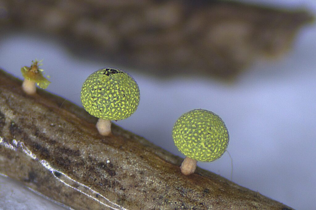 A picture containing plant, tree, outdoor, fruit Description automatically generated