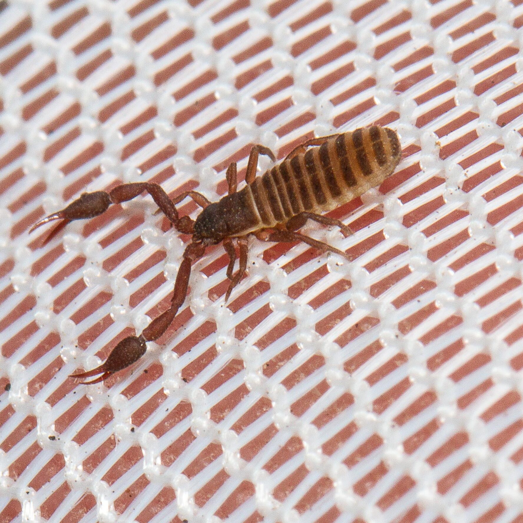 A scorpion on a mesh Description automatically generated with low confidence
