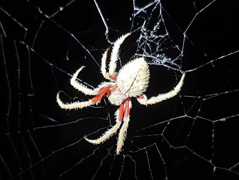 A spider in a web Description automatically generated with medium confidence