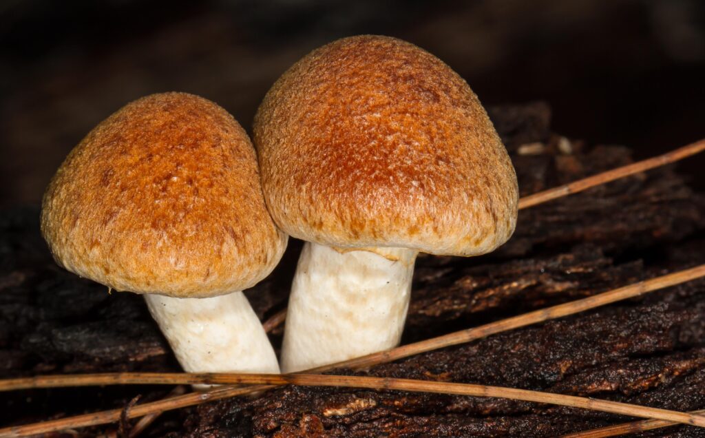 A close up of mushrooms Description automatically generated