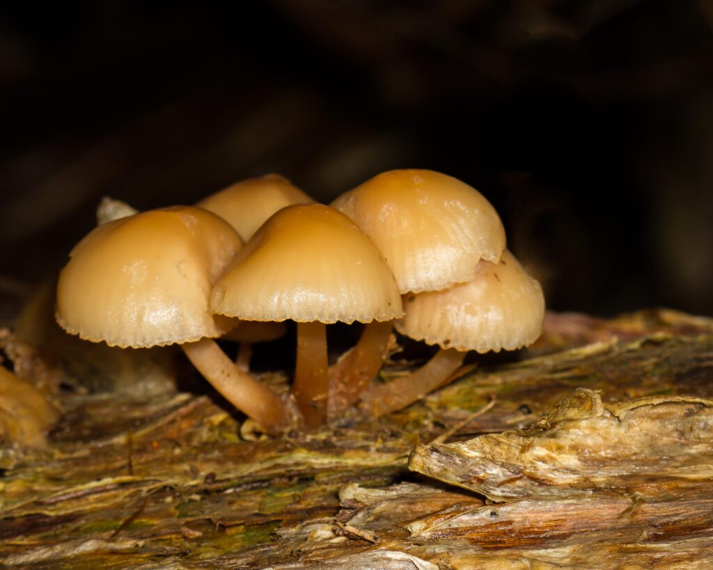 A group of mushrooms growing on a log Description automatically generated