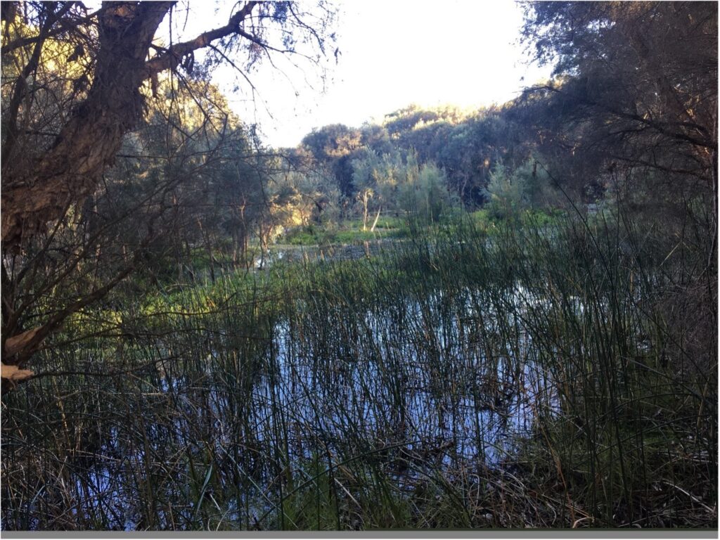 A swamp with trees and grass Description automatically generated