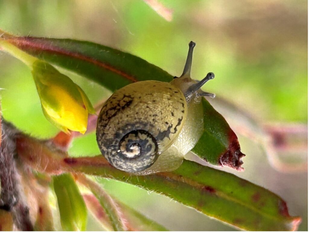 A snail on a leaf Description automatically generated