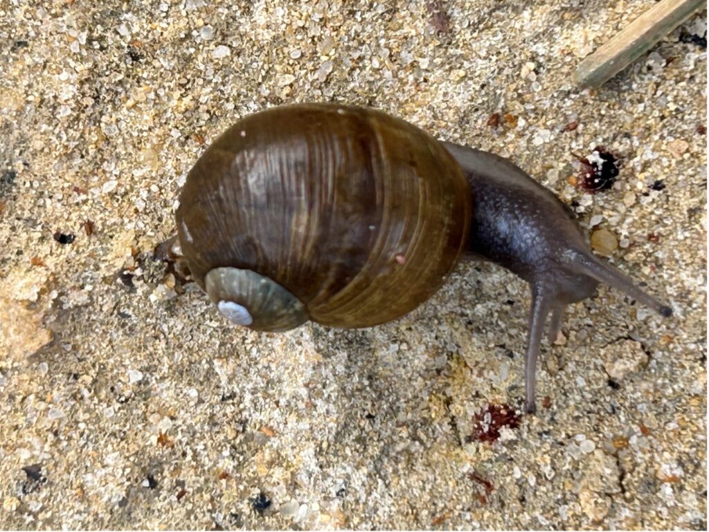 A snail on the sand Description automatically generated