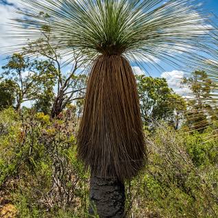 Xanthorrhoea are a uniquely Australian plant, having evolved to survive both drought and bushfires. Some species are stimulated to flower profusely after bushfires. Xanthorrhoea species are found across Australia. Xanthorrhoea were once called Black Boys, a name now rightly considered innappropriate.