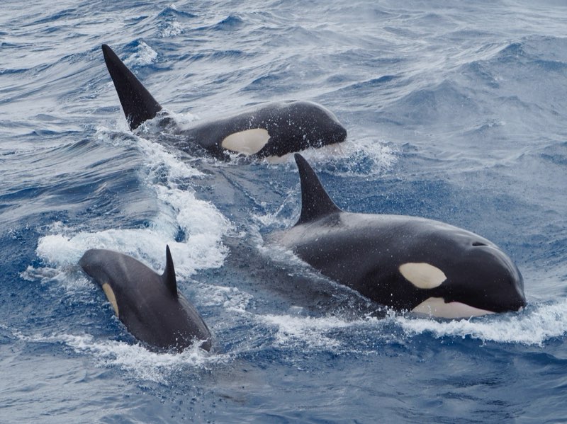 A group of whales swimming in the ocean
Description automatically generated