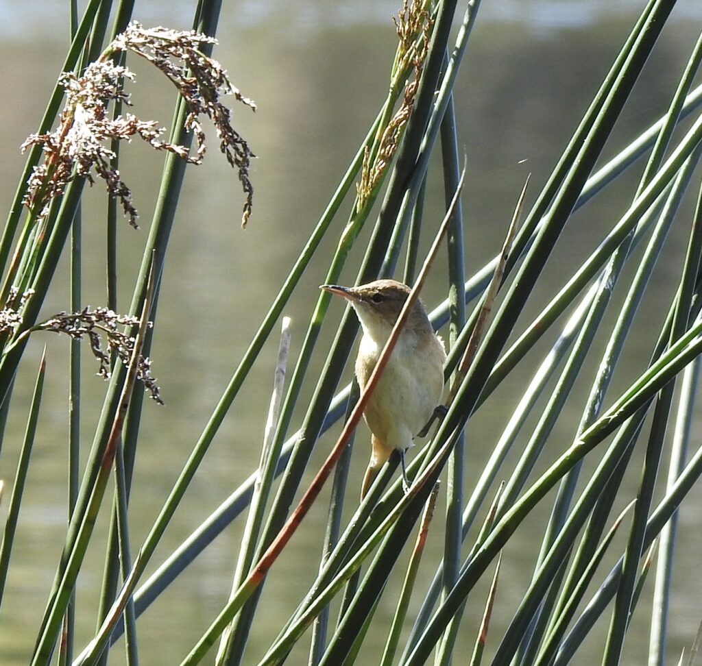 A bird sitting on a branch Description automatically generated