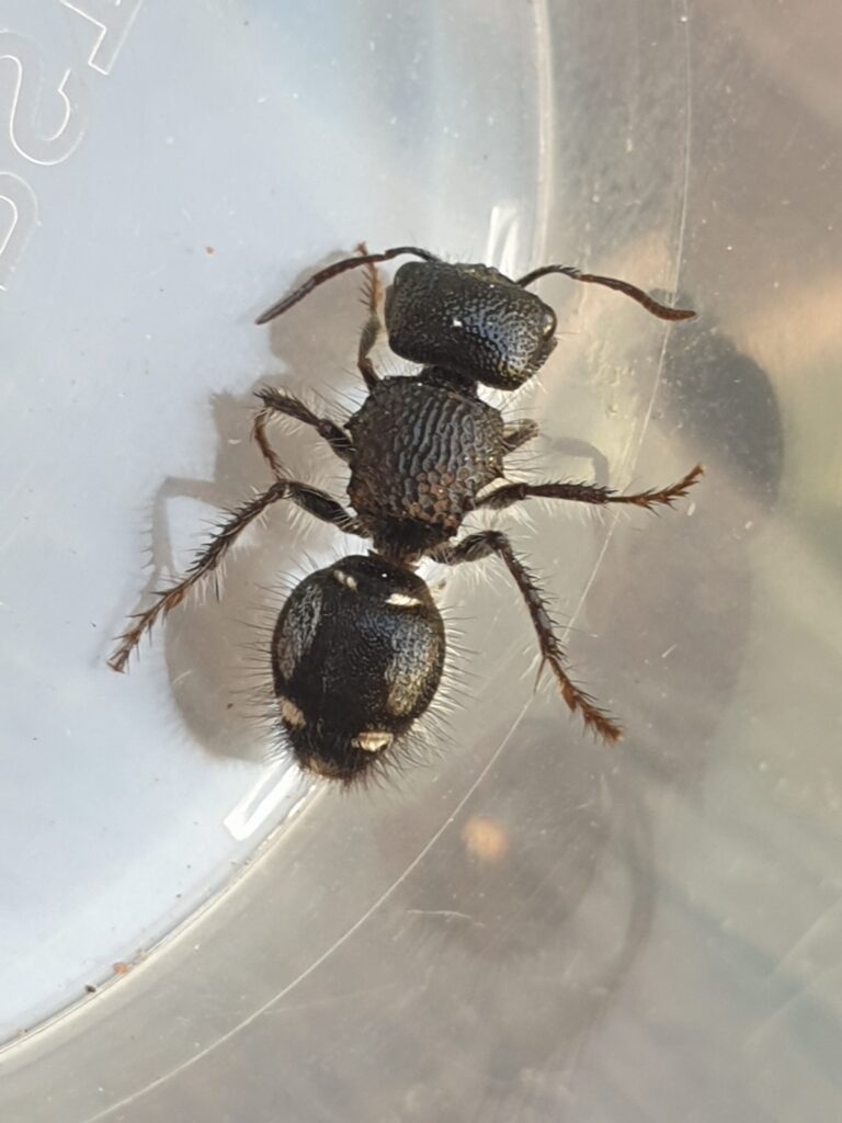 A black ant on a plastic container Description automatically generated