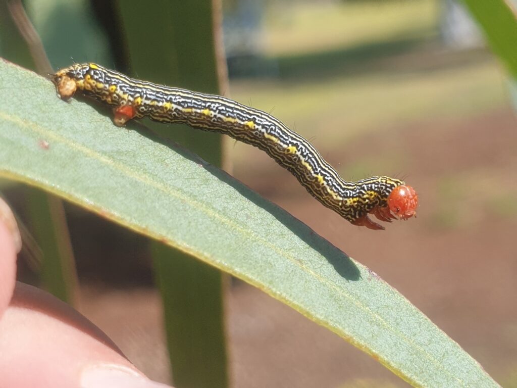 A caterpillar on a leaf Description automatically generated