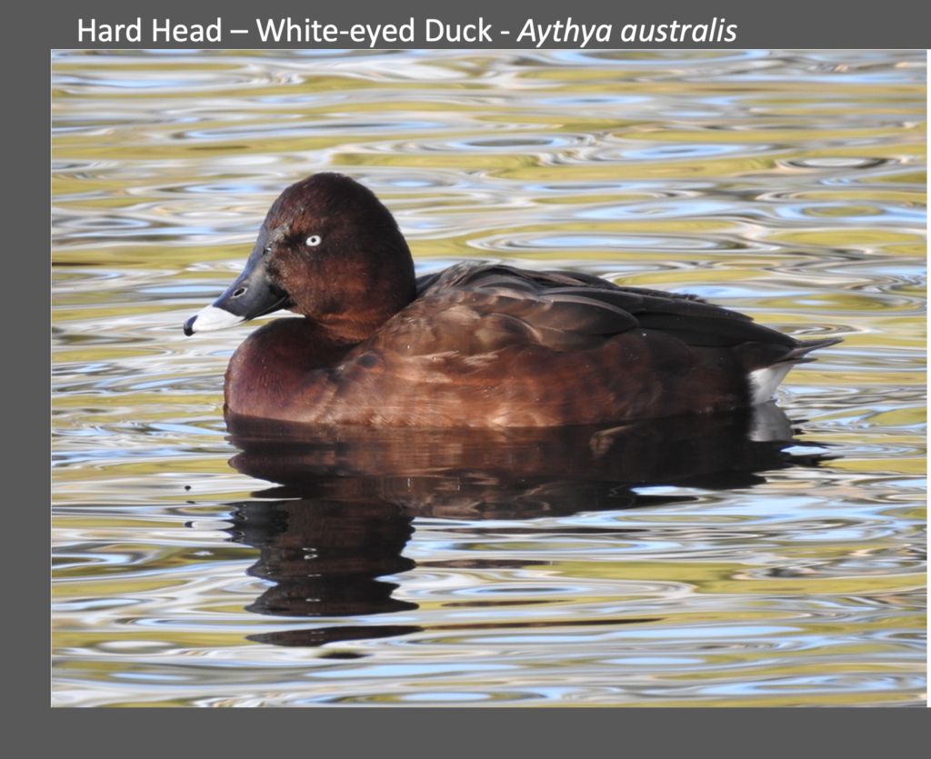 A duck swimming in water Description automatically generated