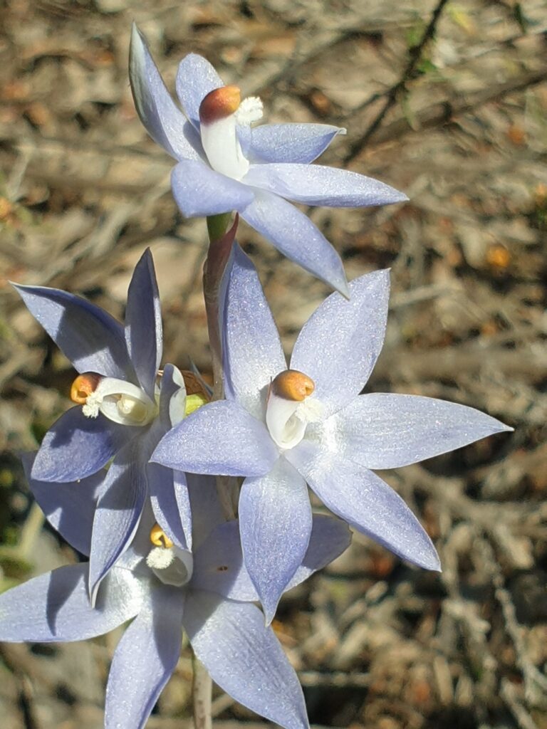 Close-up of a blue flower Description automatically generated
