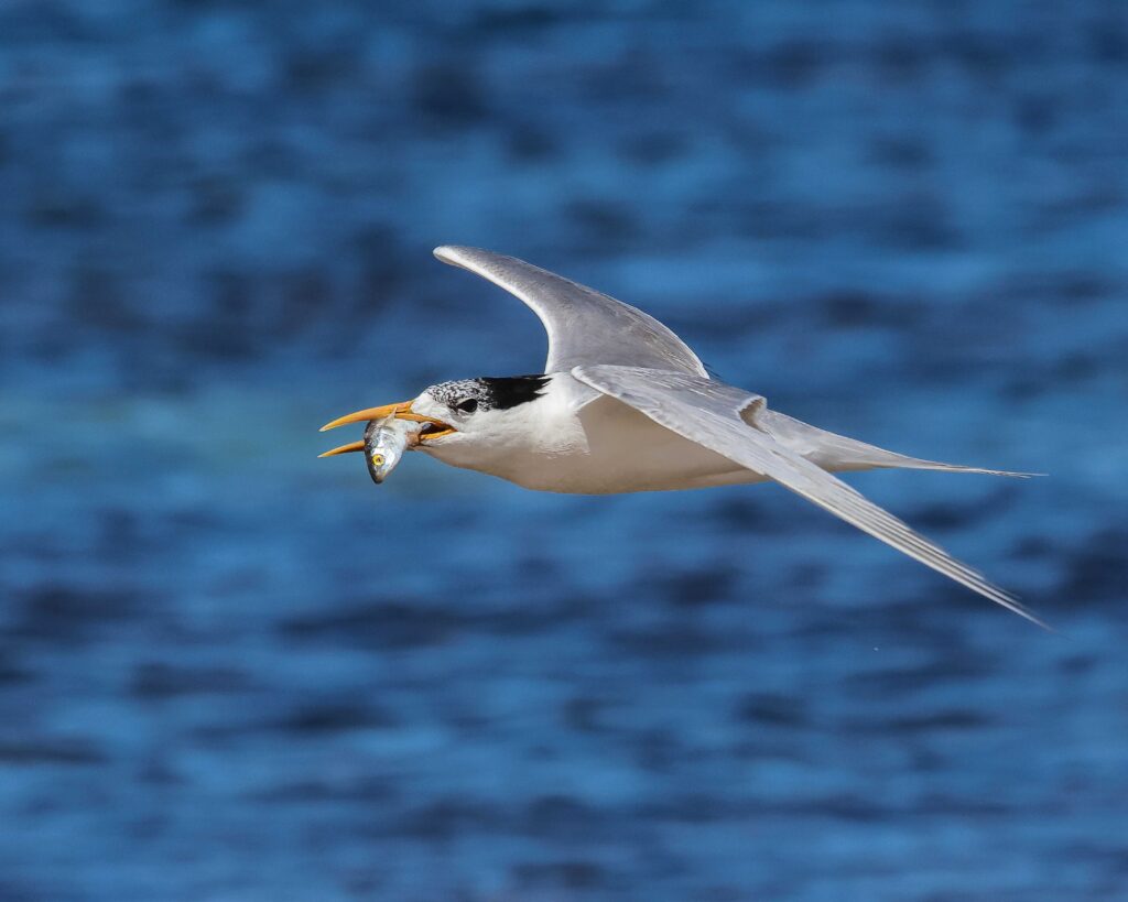 A bird flying with a fish in its beak Description automatically generated