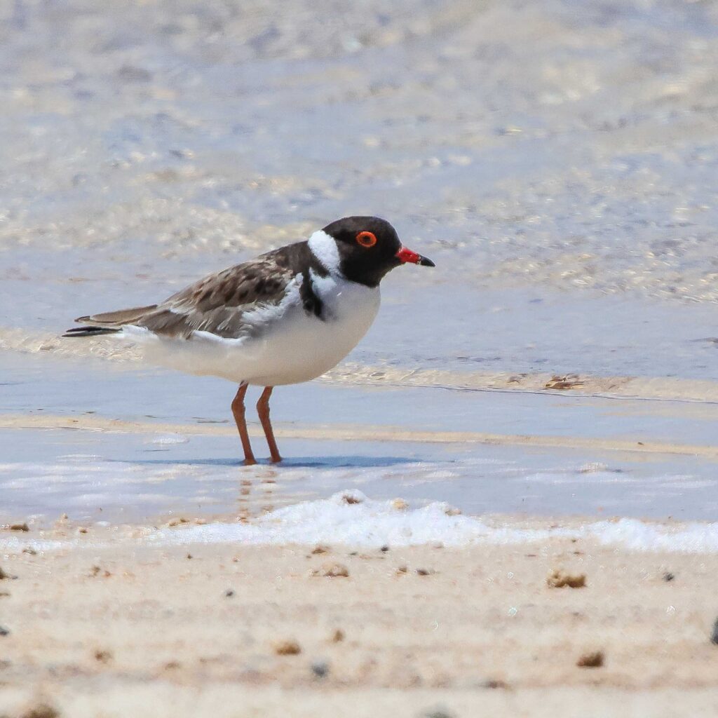 A bird standing on the sand Description automatically generated