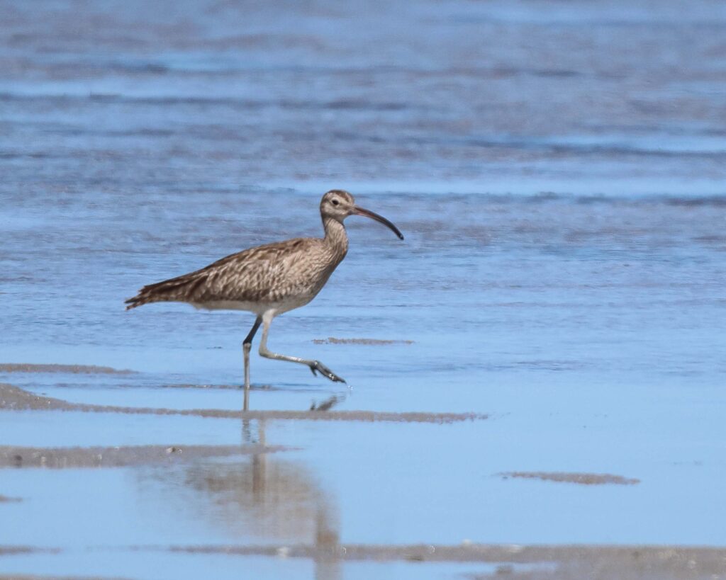 A bird walking on the beach Description automatically generated