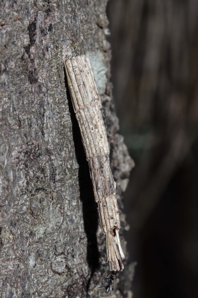A close-up of a stick on a tree Description automatically generated