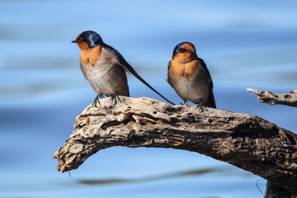 Two birds on a branch Description automatically generated