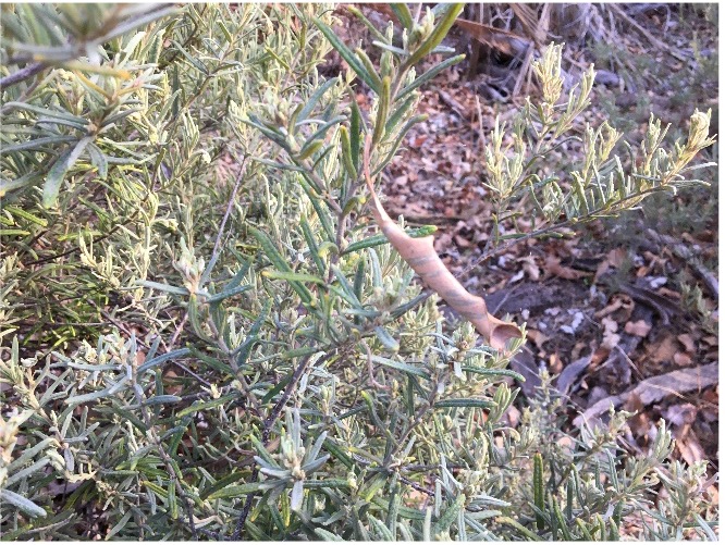 A close-up of a plant Description automatically generated
