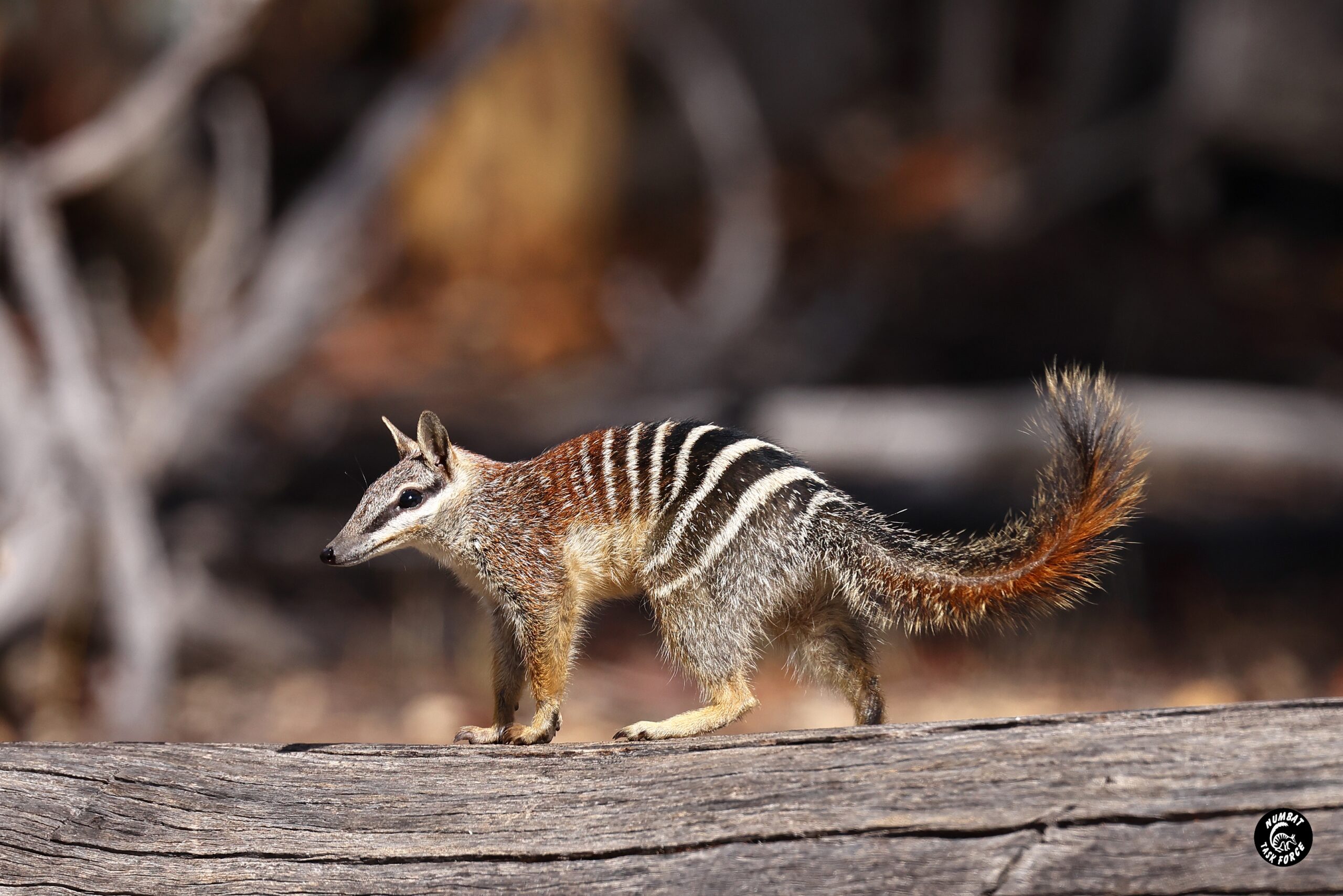 A small animal with white stripes

Description automatically generated