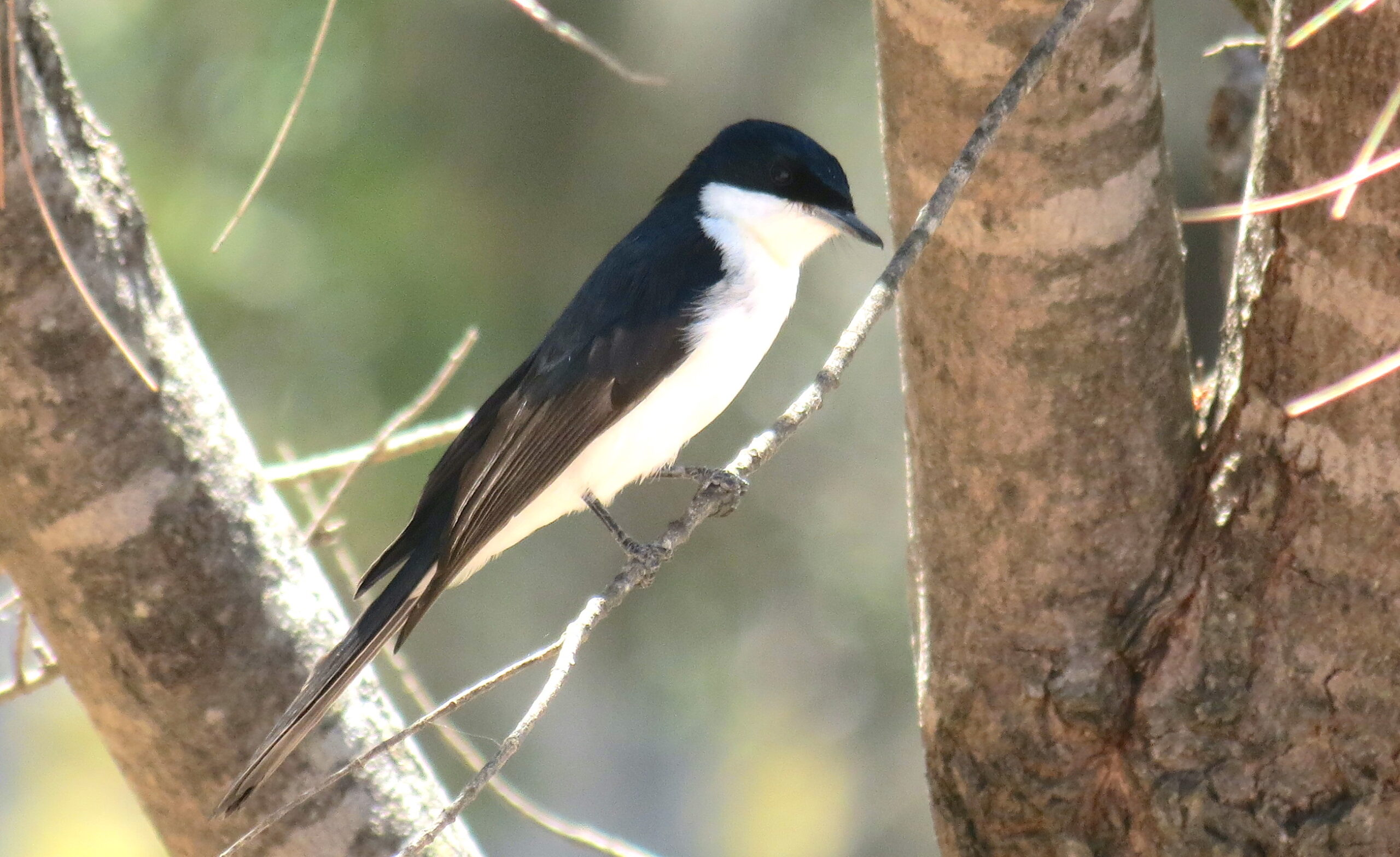 Restless Flycatcher seen at Collins Road