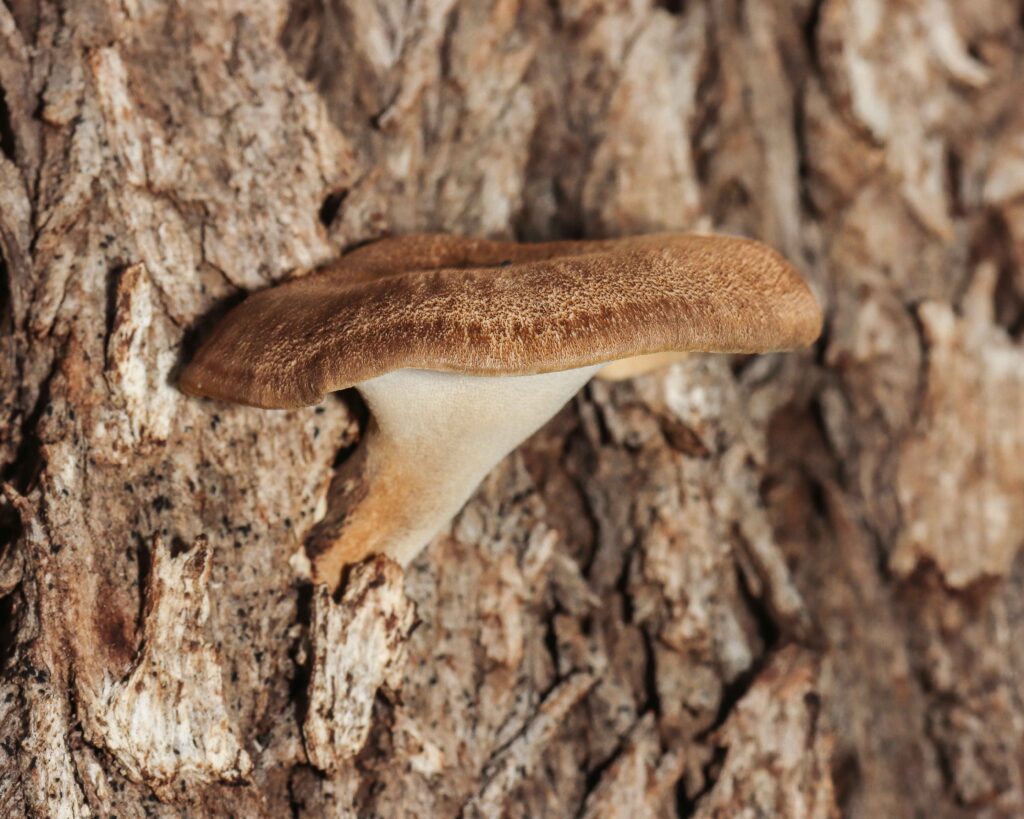A close-up of a mushroom growing on a tree Description automatically generated