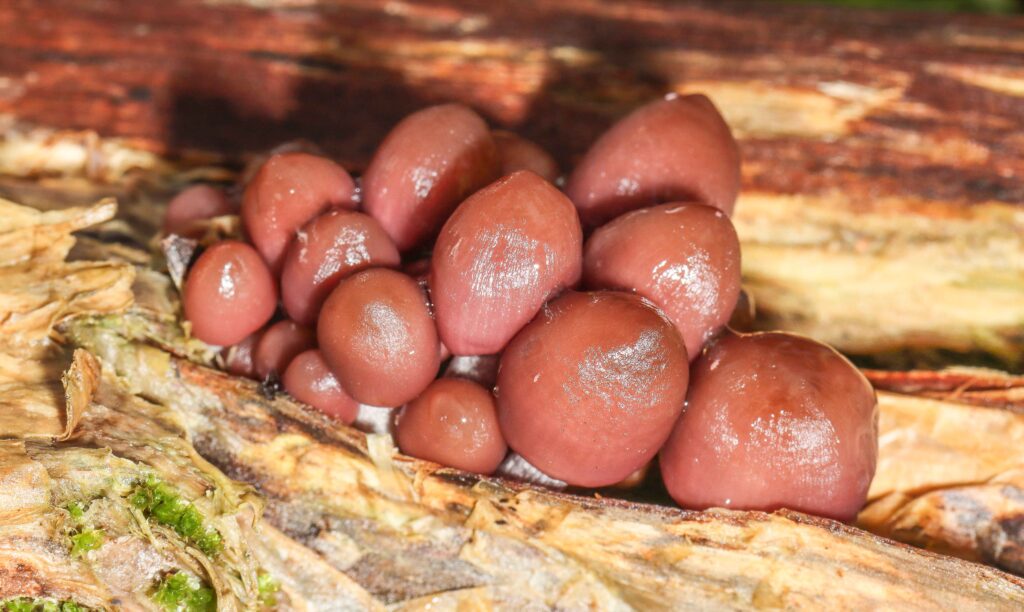 A group of brown mushrooms Description automatically generated