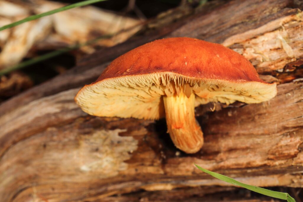 A mushroom growing on a log Description automatically generated