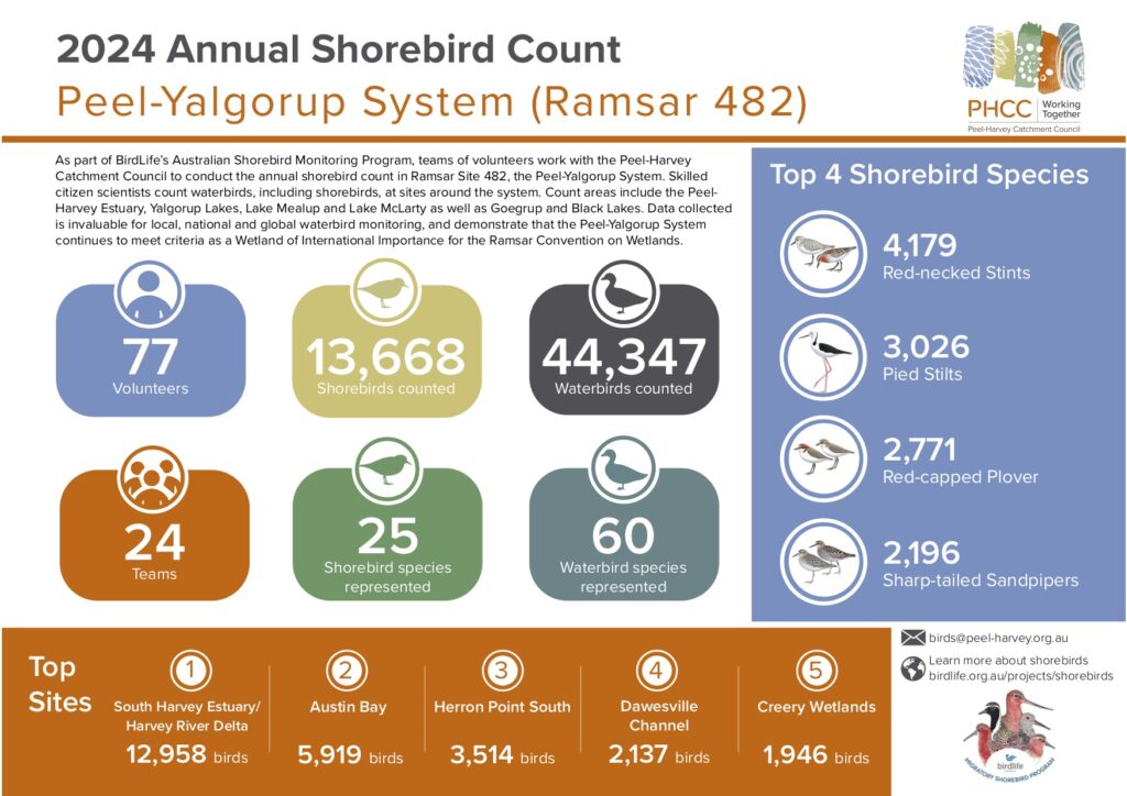 A close-up of a number of birds Description automatically generated