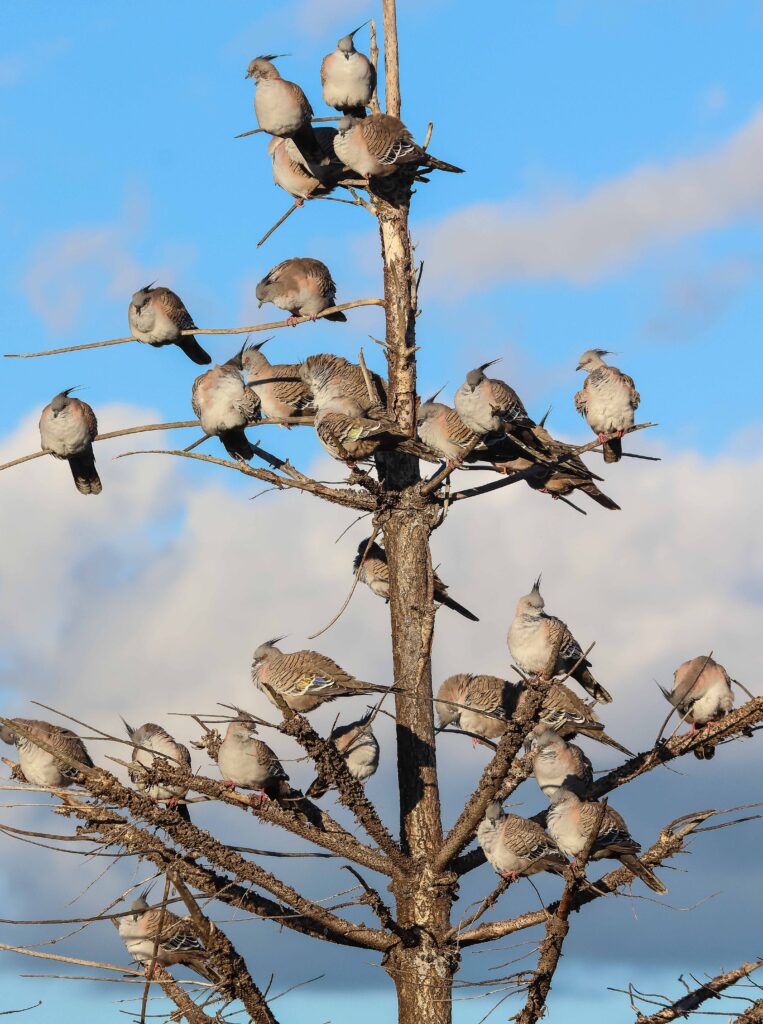 A group of birds sitting on a tree Description automatically generated