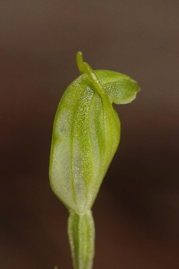 A close-up of a green leaf Description automatically generated