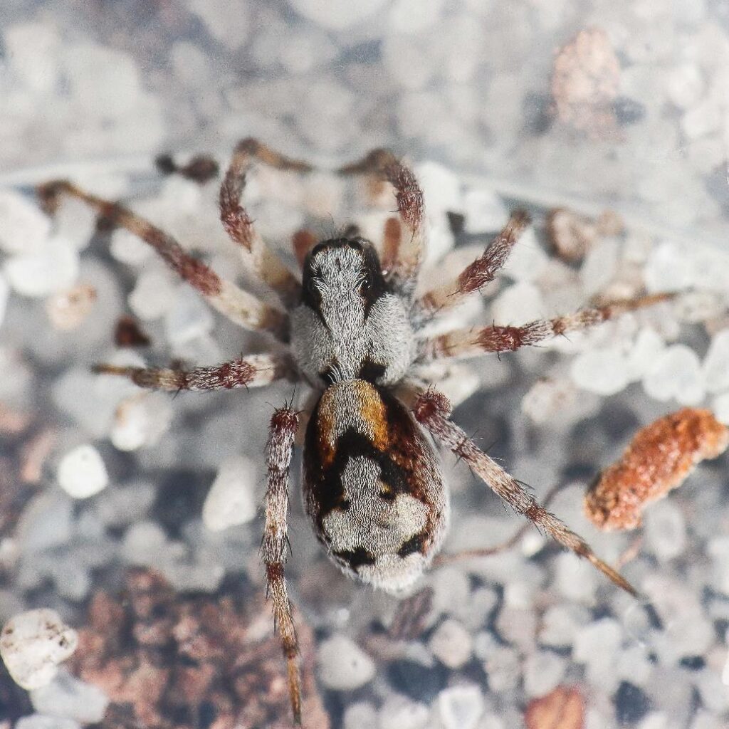 A close-up of a spider Description automatically generated