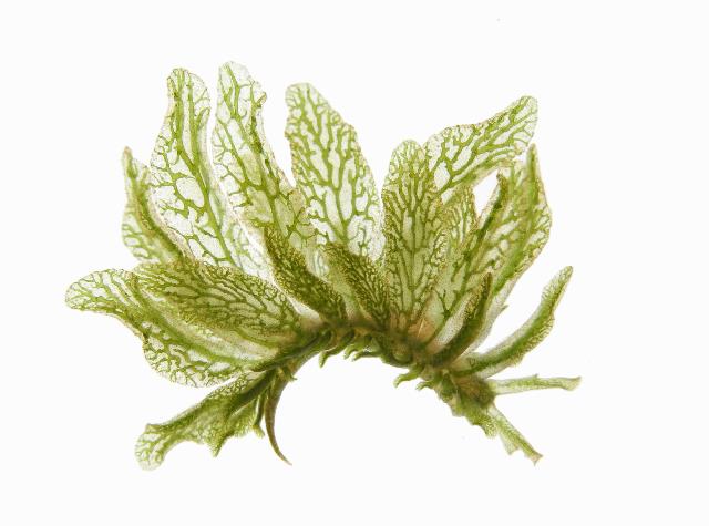 A green plant with white veins Description automatically generated