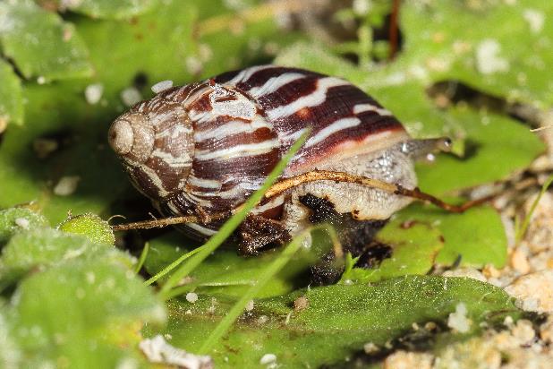 A snail on a leaf Description automatically generated