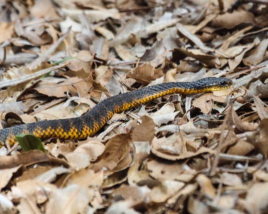 A snake on the ground Description automatically generated
