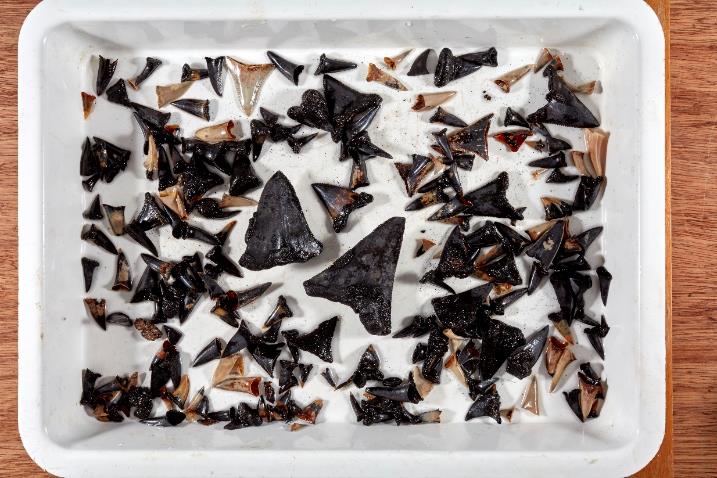A white tray with black objects on it Description automatically generated