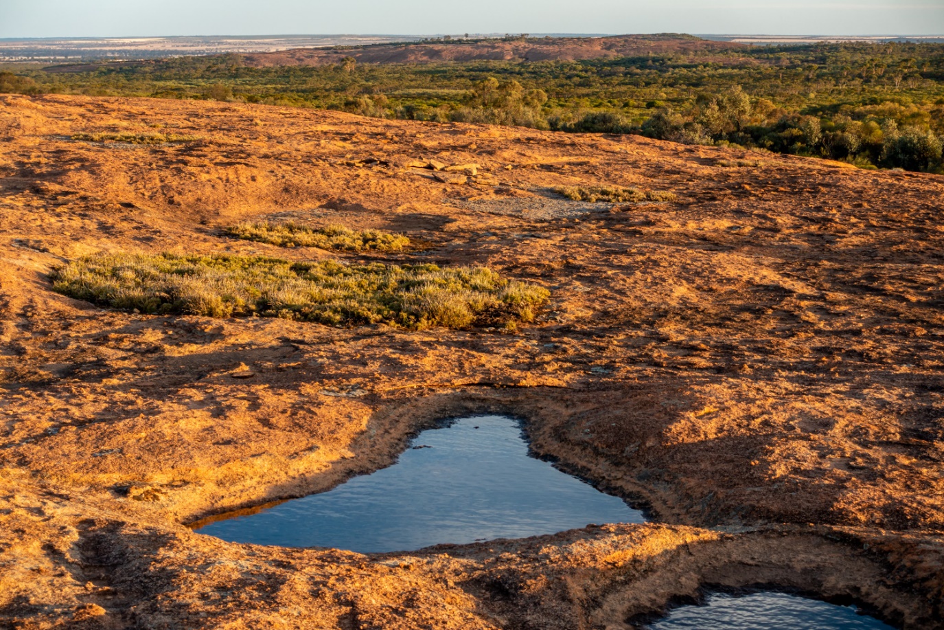 D:\nats\2025\Excursions\LRX Westonia\20200302-BBG1-025.jpg