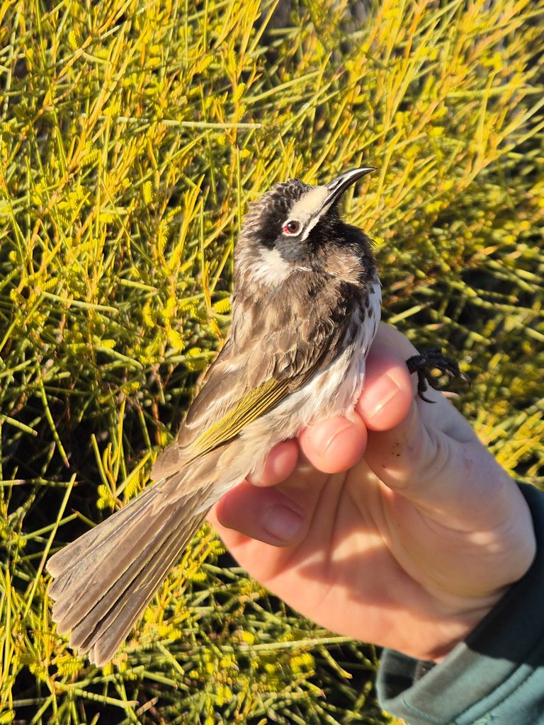 White-fronted Honeyeater