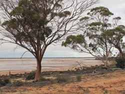Lake Brown near Nungarin