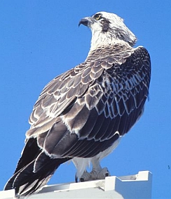 Osprey