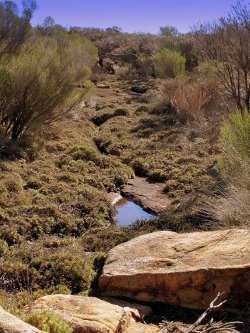 Waterway, Billyacatting Nature Reserve