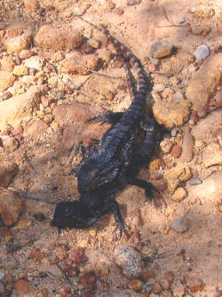 Ornate dragons mating Mating season