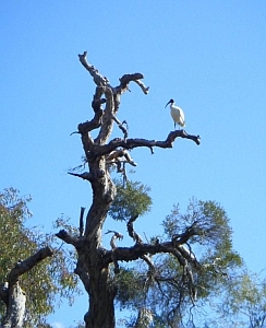 White Ibis at Tomato Lake