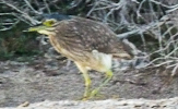 Young Nankeen Night Heron
