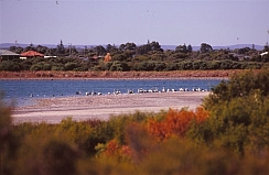 Resting pelicans and others Lake Richmond