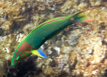 Green Moon Wrasse