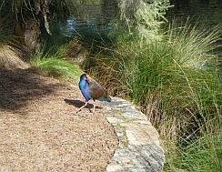 Swamp Hen at Tomato Lake